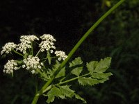 Sium latifolium 3, Grote watereppe, Saxifraga-Jan van der Straaten