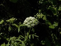 Sium latifolium 5, Grote watereppe, Saxifraga-Jan van der Straaten