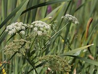 Sium latifolium 6, Grote watereppe, Saxifraga-Peter Meininger