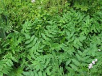 Sium latifolium 8, Grote watereppe, Saxifraga-Rutger Barendse