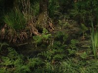 Sium latifolium 9, Grote watereppe, Saxifraga-Hans Boll