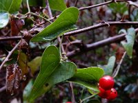 Smilax aspera 12, Saxifraga-Ed Stikvoort