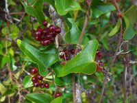 Smilax aspera 14, Saxifraga-Ed Stikvoort