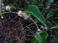 Smilax aspera 16, Saxifraga-Ed Stikvoort