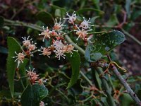 Smilax aspera 17, Saxifraga-Ed Stikvoort