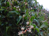 Smilax aspera 18, Saxifraga-Ed Stikvoort