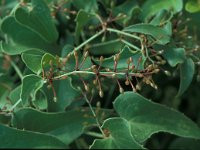 Smilax aspera 22, Saxifraga-Jan van der Straaten