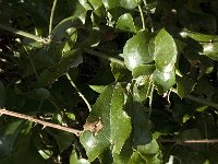 Smilax aspera 7, Saxifraga-Jan van der Straaten