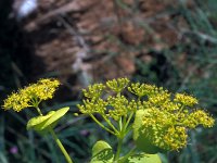 Smyrnium perfoliatum ssp rotundifolium 27, Saxifraga-Jan van der Straaten