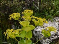 Smyrnium rotundifolium ssp rotundifolium 2, Saxifraga-Harry Jans