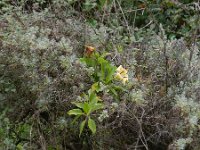 Solandra grandiflora 2, Saxifraga-Rutger Barendse