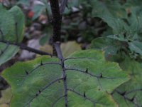 Solanum aethiopicum 10, Saxifraga-Rutger Barendse