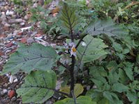 Solanum aethiopicum 11, Saxifraga-Rutger Barendse