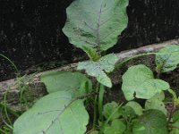 Solanum aethiopicum 3, Saxifraga-Rutger Barendse