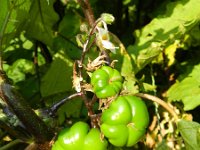 Solanum aethiopicum 6, Saxifraga-Rutger Barendse