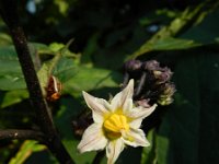 Solanum aethiopicum 7, Saxifraga-Rutger Barendse