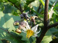 Solanum aethiopicum 9, Saxifraga-Rutger Barendse