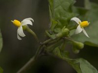 Solanum alatum 2, Saxifraga-Jan van der Straaten