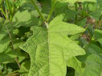 Solanum carolinense 2, Carolina-nachtschade, Saxifraga-Rutger Barendse