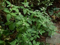 Solanum chenopodioides 10, Ganzenvoetnachtschade, Saxifraga-Ed Stikvoort