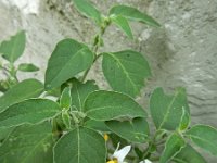 Solanum chenopodioides 13, Ganzenvoetnachtschade, Saxifraga-Ed Stikvoort