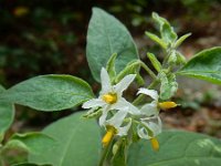 Solanum chenopodioides 16, Ganzenvoetnachtschade, Saxifraga-Ed Stikvoort