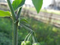 Solanum chenopodioides 2, Saxifraga-Rutger Barendse