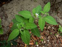 Solanum chenopodioides 20, Ganzenvoetnachtschade, Saxifraga-Ed Stikvoort