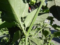 Solanum chenopodioides 6, Saxifraga-Rutger Barendse