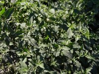 Solanum chenopodioides 7, Saxifraga-Rutger Barendse