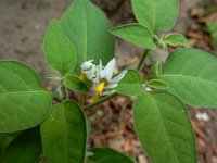 Solanum chenopodioides 8, Ganzenvoetnachtschade, Saxifraga-Ed Stikvoort