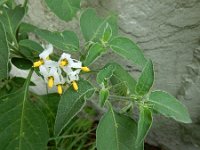 Solanum chenopodioides 9, Ganzenvoetnachtschade, Saxifraga-Ed Stikvoort