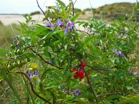 Solanum dulcamara 17, Bitterzoet, Saxifraga-Ed Stikvoort