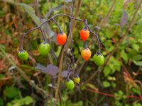 Solanum dulcamara 26, Bitterzoet, Saxifraga-Rutger Barendse