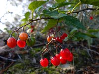 Solanum dulcamara 37, Bitterzoet, Saxifraga-Ed Stikvoort