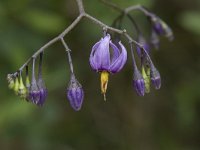 Solanum dulcamara 40, Bitterzoet, Saxifraga-Willem van Kruijsbergen