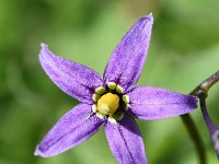 Solanum dulcamara 42, Bitterzoet, Saxifraga-Sonja Bouwman