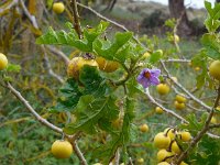 Solanum linnaeanum 10, Saxifraga-Ed Stikvoort