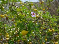 Solanum linnaeanum 6, Saxifraga-Ed Stikvoort