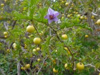 Solanum linnaeanum 7, Saxifraga-Ed Stikvoort
