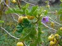 Solanum linnaeanum 8, Saxifraga-Ed Stikvoort
