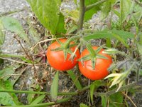 Solanum lycopersicum 12, Tomaat, Saxifraga-Rutger Barendse