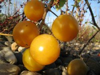 Solanum lycopersicum 13, Tomaat, Saxifraga-Rutger Barendse