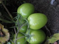 Solanum lycopersicum 14, Tomaat, Saxifraga-Rutger Barendse
