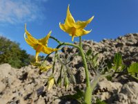 Solanum lycopersicum 19, Tomaat, Saxifraga-Ed Stikvoort