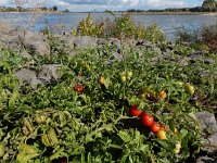 Solanum lycopersicum 20, Tomaat, Saxifraga-Ed Stikvoort