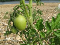 Solanum lycopersicum 3, Tomaat, Saxifraga-Rutger Barendse