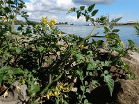 Solanum lycopersicum 31, Tomaat, Saxifraga-Ed Stikvoort