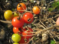 Solanum lycopersicum 4, Tomaat, Saxifraga-Rutger Barendse