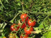 Solanum lycopersicum 5, Tomaat, Saxifraga-Rutger Barendse